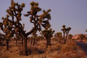 Joshua Tree Park
