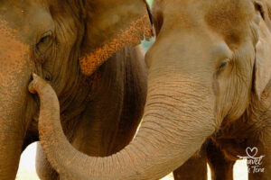 Join Travel with Tera as she captures unforgettable adventures and delicious bites from around the world. Follow along (https://travelwithtera.com) for stunning travel photos, mouthwatering cuisine, and stories that will stay with you forever.